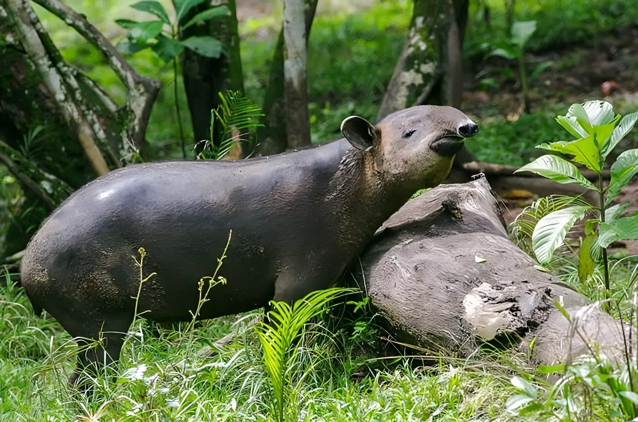 Tapir d'Amérique centrale ou de la faune tapir de Baird, Panama