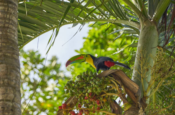 Toucan à carène brillamment coloré dans le parc national Soberanía de Gamboa, au Panama